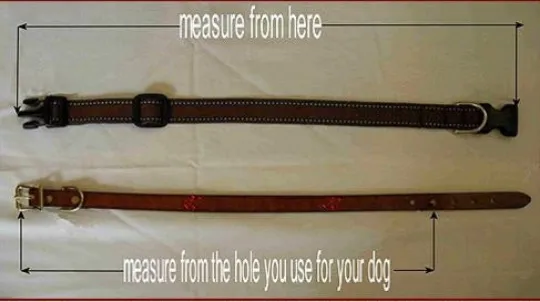 RayDen Beaded Dog Collar